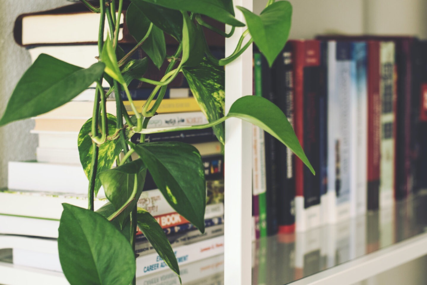 After organizing the books, you have a neat book shelf.